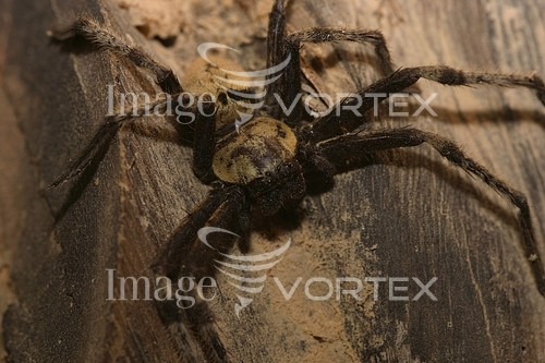 Insect / spider royalty free stock image #144952576