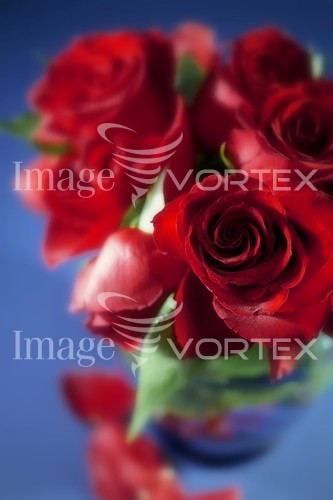 Flower royalty free stock image #144586292