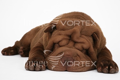 Pet / cat / dog royalty free stock image #145040804