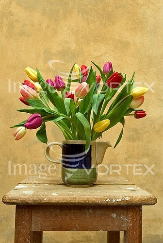 Flower royalty free stock image #146241266