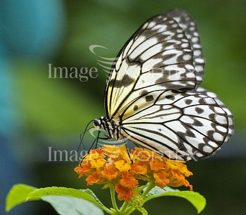 Insect / spider royalty free stock image #147955986