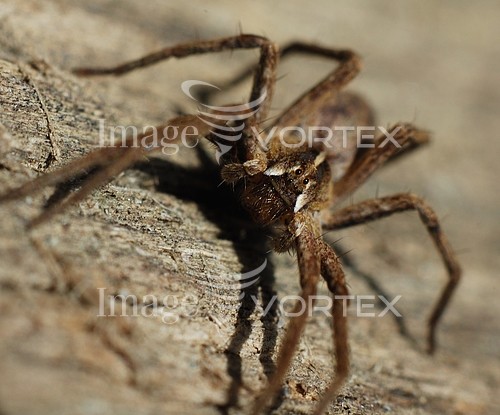 Insect / spider royalty free stock image #147685499