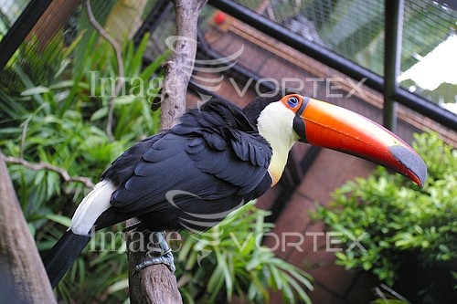 Bird royalty free stock image #148619423