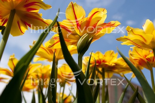 Flower royalty free stock image #148655909