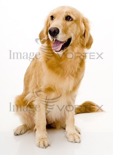 Pet / cat / dog royalty free stock image #148087613
