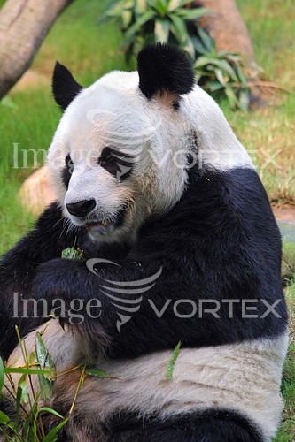 Animal / wildlife royalty free stock image #148567883
