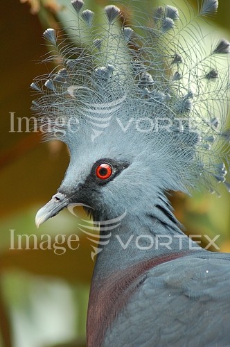 Bird royalty free stock image #148317026