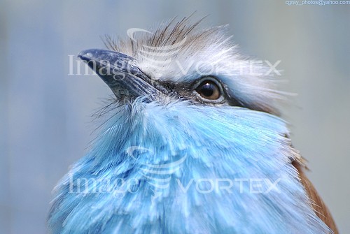 Bird royalty free stock image #149090269