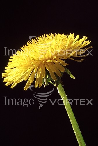 Flower royalty free stock image #149762458