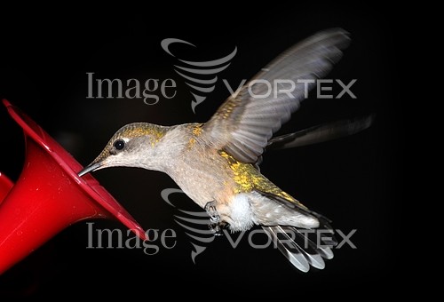 Bird royalty free stock image #149386560