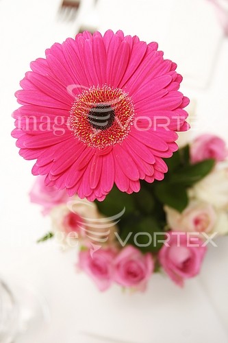 Flower royalty free stock image #150959149