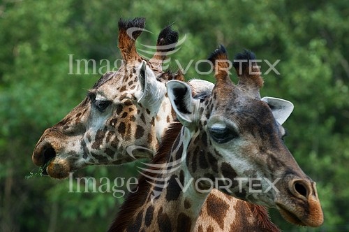 Animal / wildlife royalty free stock image #150926134
