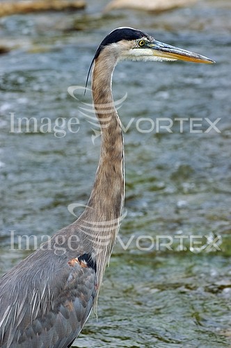 Bird royalty free stock image #150464473