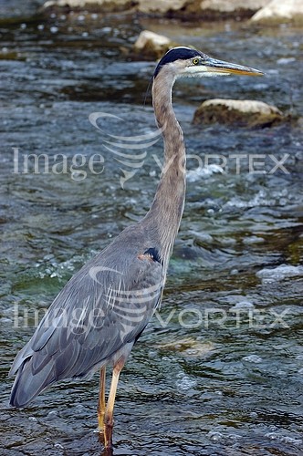 Bird royalty free stock image #150476773