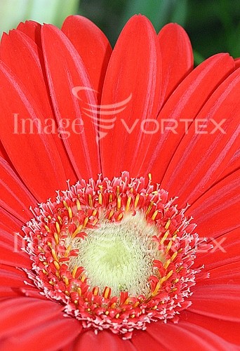 Flower royalty free stock image #151852935