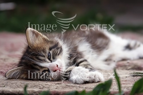 Pet / cat / dog royalty free stock image #151189120