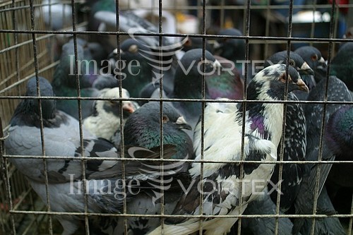 Bird royalty free stock image #151017568