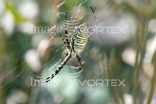 Insect / spider royalty free stock image #151596940