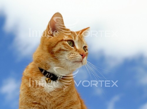 Pet / cat / dog royalty free stock image #152377690