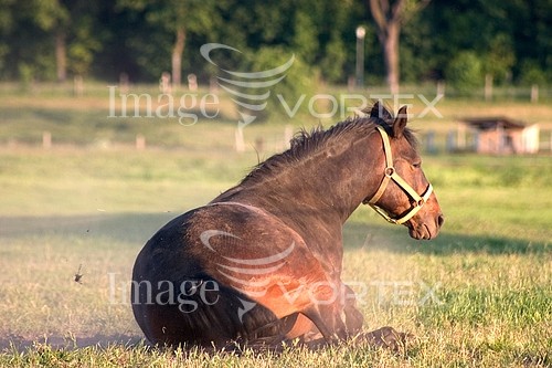 Animal / wildlife royalty free stock image #152132570