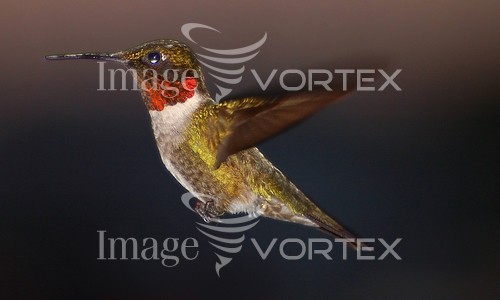 Bird royalty free stock image #152387048