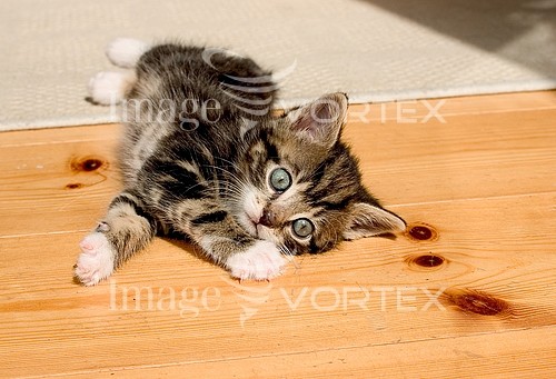 Pet / cat / dog royalty free stock image #152067521