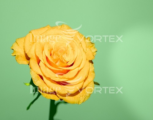 Flower royalty free stock image #152094524