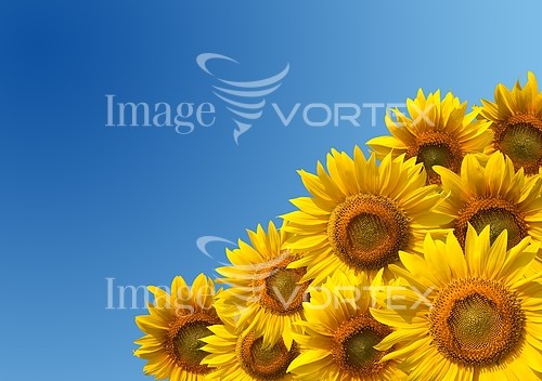Flower royalty free stock image #152885619