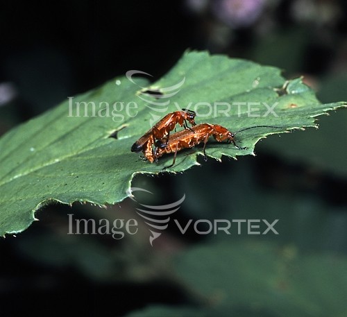 Insect / spider royalty free stock image #153626298