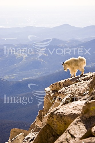 Animal / wildlife royalty free stock image #153465909