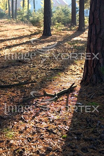 Park / outdoor royalty free stock image #153601186