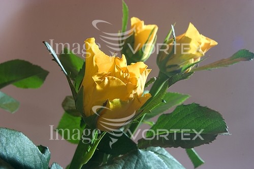 Flower royalty free stock image #153269432