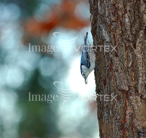 Bird royalty free stock image #154601716