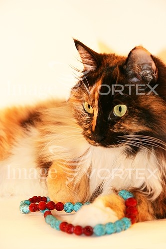 Pet / cat / dog royalty free stock image #154855357