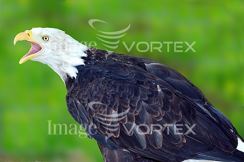 Bird royalty free stock image #154972635