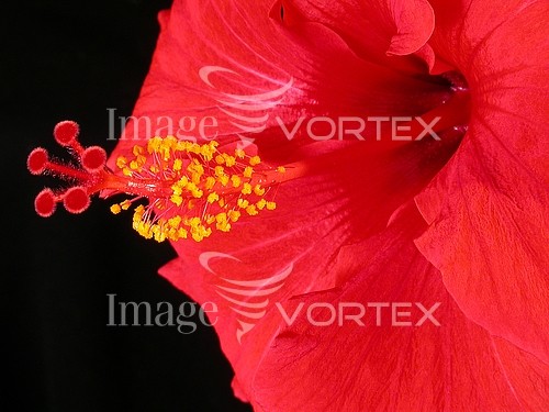 Flower royalty free stock image #154175254
