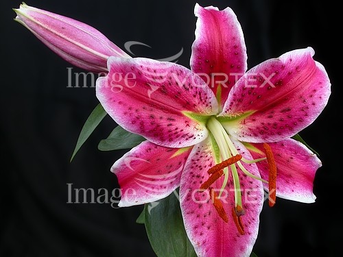 Flower royalty free stock image #154288479