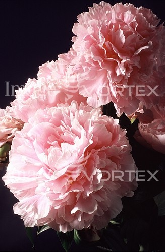 Flower royalty free stock image #154450386