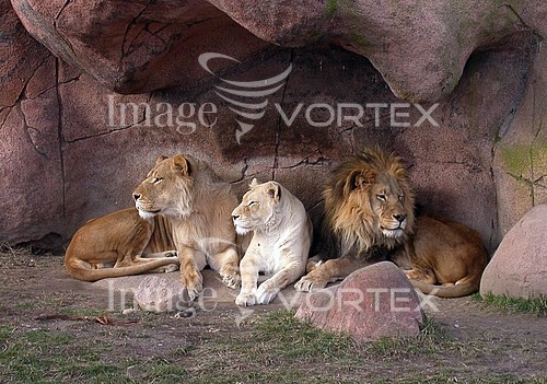 Animal / wildlife royalty free stock image #154293745