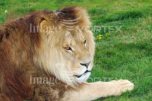 Animal / wildlife royalty free stock image #154309992