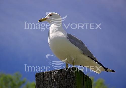 Bird royalty free stock image #154951873