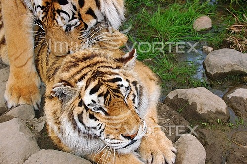 Animal / wildlife royalty free stock image #154397767