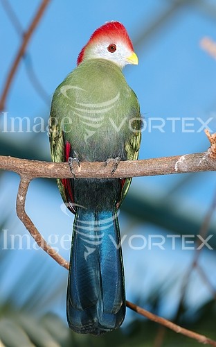 Bird royalty free stock image #154800994