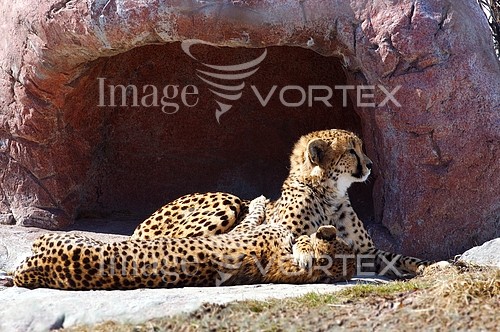 Animal / wildlife royalty free stock image #155311767