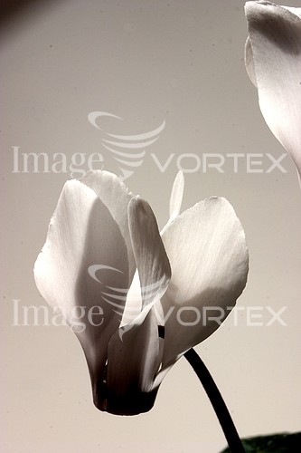 Flower royalty free stock image #155510539