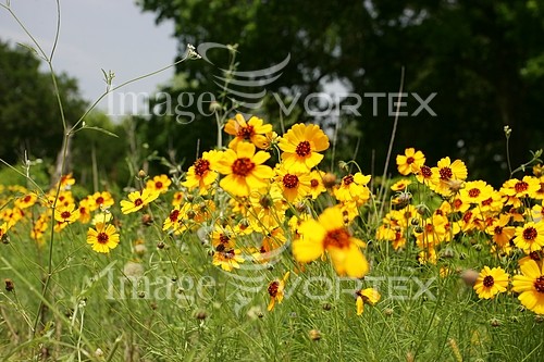 Flower royalty free stock image #155005462