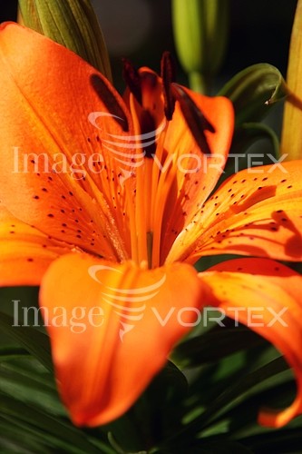 Flower royalty free stock image #155195143