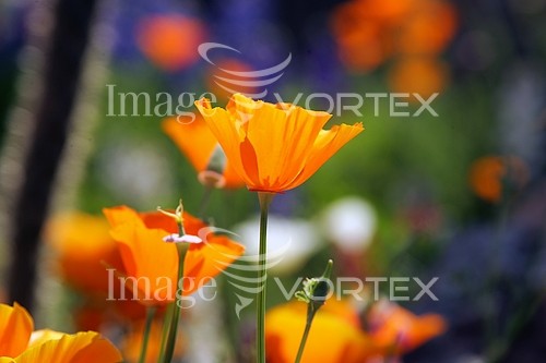 Flower royalty free stock image #155088993