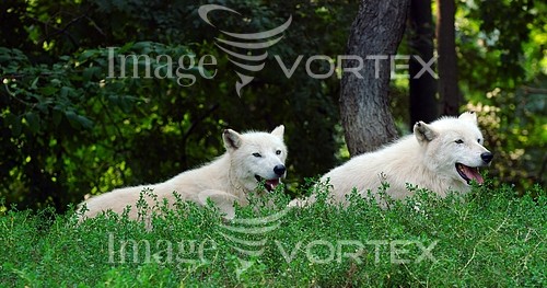 Animal / wildlife royalty free stock image #155340473
