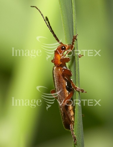 Insect / spider royalty free stock image #156460798